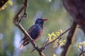 Bird on a tree - starling with food  insects  in its beak Royalty Free Stock Photo