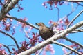 Bird on a tree - starling with food  seeds in its beak, on an pink sakura tree - the adult brings food for the young. Royalty Free Stock Photo