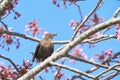 Bird on a tree - starling with food  seeds in its beak, on an pink sakura tree - the adult brings food for the young. Royalty Free Stock Photo