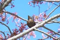 Bird on a tree - starling with food  seeds in its beak, on an pink sakura tree - the adult brings food for the young. Royalty Free Stock Photo