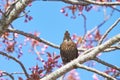 Bird on a tree - starling with food  seeds in its beak, on an pink sakura tree - the adult brings food for the young. Royalty Free Stock Photo