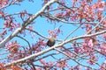 Bird on a tree - starling with food  seeds in its beak, on an pink sakura tree - the adult brings food for the young. Royalty Free Stock Photo