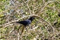 A bird in a tree taking twigs for building its nest Royalty Free Stock Photo