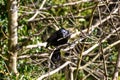 A bird in a tree taking twigs for building its nest Royalty Free Stock Photo