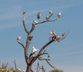 The Bird Tree Royalty Free Stock Photo