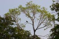 A bird on the tree top against the blue sky in the background