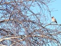 Bird on tree