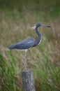 Bird - Tri Colored Heron Royalty Free Stock Photo