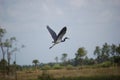 Bird - Tri-colored Heron in Flight Royalty Free Stock Photo