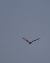 1 bird in the tropical forest flying in the outdoor sky selective focus good nature