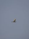 1 bird in the tropical forest flying in the outdoor sky selective focus good nature