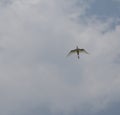 1 bird in the tropical forest flying in the outdoor sky selective focus good nature