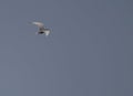 1 bird in the tropical forest flying in the outdoor sky selective focus good nature