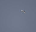 1 bird in the tropical forest flying in the outdoor sky selective focus good nature