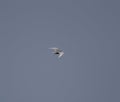 1 bird in the tropical forest flying in the outdoor sky selective focus good nature