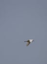 1 bird in the tropical forest flying in the outdoor sky selective focus good nature