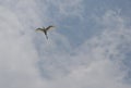 1 bird in the tropical forest flying in the outdoor sky selective focus good nature