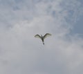 1 bird in the tropical forest flying in the outdoor sky selective focus good nature