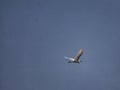 1 bird in the tropical forest flying in the outdoor sky selective focus good nature