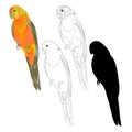 Bird tropical Parrot Sun Conure natural and outline and silhouette on a white background vector illustration editable Royalty Free Stock Photo