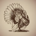 Bird turkey in sketch style.