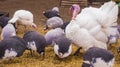 Bird turkeys and guinea fowls. bird turkeys. birds guinea fowl. Royalty Free Stock Photo