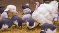 Bird turkeys and guinea fowls. bird turkeys. birds guinea fowl.