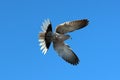 Bird , Turtledove flight