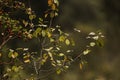 A bird on a twig, a bush in autumn colors. Low viewing angle.