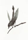 Bird on twig hand-drawn in sumi-e style