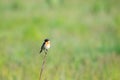 Bird on a twig in a meadow Royalty Free Stock Photo