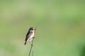 Bird on a twig in a meadow Royalty Free Stock Photo
