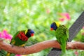 Bird, two lorikeets Royalty Free Stock Photo