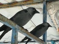 Two Western jackdaw sitting on a pole