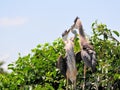 Bird, two young great blue herons in nest Royalty Free Stock Photo