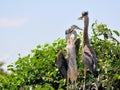 Bird, two young great blue herons in wetland Royalty Free Stock Photo