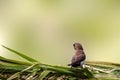 A bird of the type Estrildidae sparrow or estrildid finches perched on a branch on a sunny morning