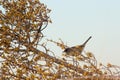 A bird of the type Sylvia melanocephala (sardinian warbler) in spring Royalty Free Stock Photo