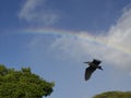 Bird under rainbow Royalty Free Stock Photo