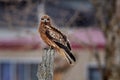 Bird, urban wildlife. Black kite, Milvus migrans, sitting on the tree during winter in Japan. Forest in background, wildlife from Royalty Free Stock Photo