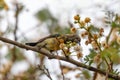 Bird variable sunbird, Ethiopia Africa safari wildlife