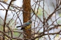 Bird variable sunbird, Ethiopia Africa safari wildlife