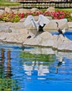 Bird variety Marriott Palm Desert California