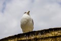 Bird in Vatikan Royalty Free Stock Photo