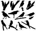 Bird Vector silhouettes Royalty Free Stock Photo