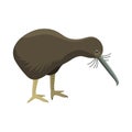 Bird vector vertebrate apteryx mantelli wildlife nature kiwi cartoon wing flying animal cute character.