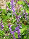 Bird Vetch purple flower invasive NYS weed Royalty Free Stock Photo