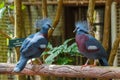 Bird,Victoria Crowned Pigeon - Goura victoria,Animal,Wildlife. Royalty Free Stock Photo