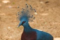 Bird,Victoria Crowned Pigeon - Goura victoria,Animal,Wildlife. Royalty Free Stock Photo