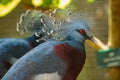 Bird,Victoria Crowned Pigeon - Goura victoria,Animal,Wildlife. Royalty Free Stock Photo